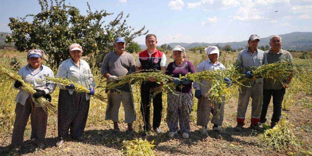 ‘Deli Memet’ esiyor, getirdiği iyot aromasını kazandırıyor! Hem makine hem el gücü: Bu hasat üreticiyi mutlu ediyor 5